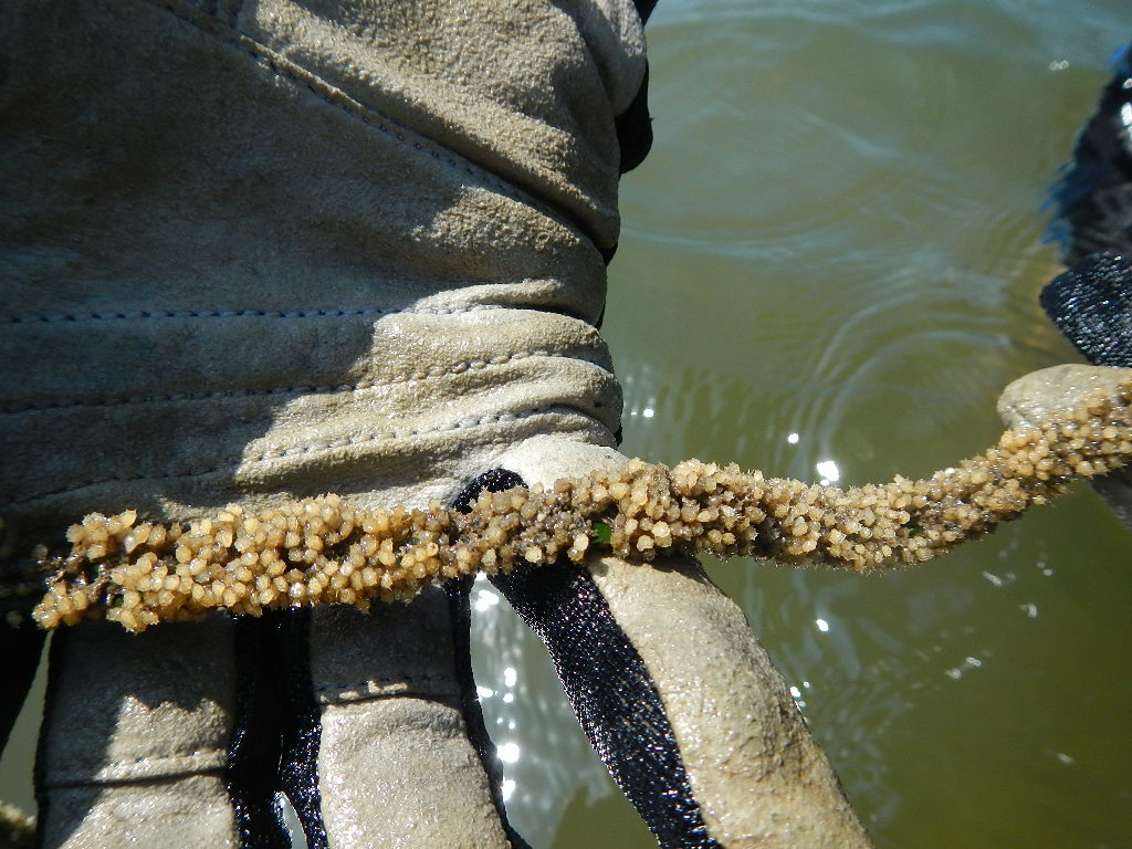 Eelgrass blade with mud snail egg casings.