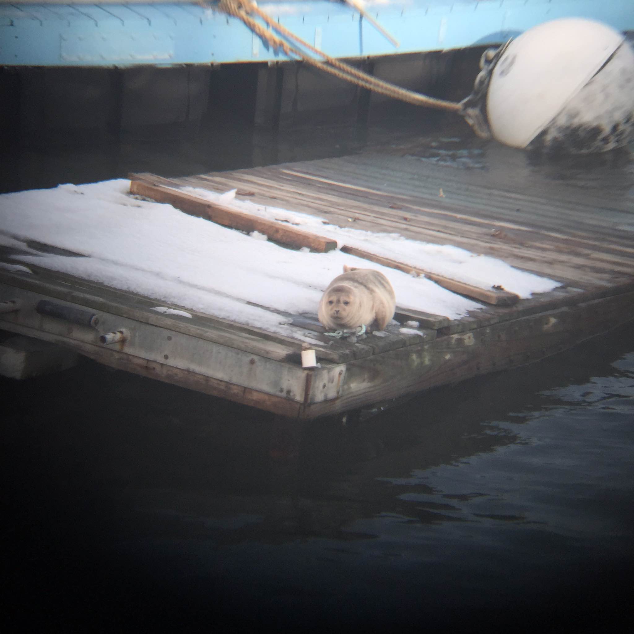 Harbor seal on a Governors Island dock in February 2015. Credit Ketelyn Fong, Class of 2015, NYHS.